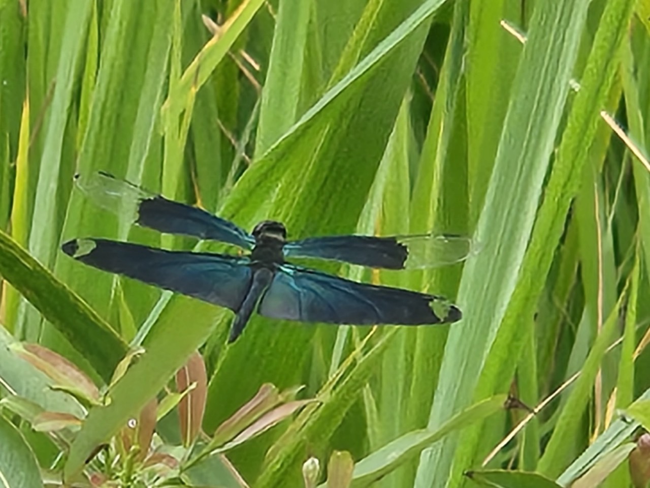 7월 3주차(7/17~7/21) 동탄호수공원 생태체험프로그램 _ 예약 신청 전 상세정보 확인 필수
