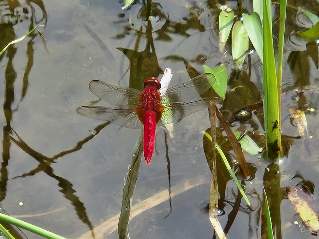 8월 1주차(7/31~8/4) 동탄호수공원 생태체험프로그램 _ 예약 신청 전 상세정보 확인 필수