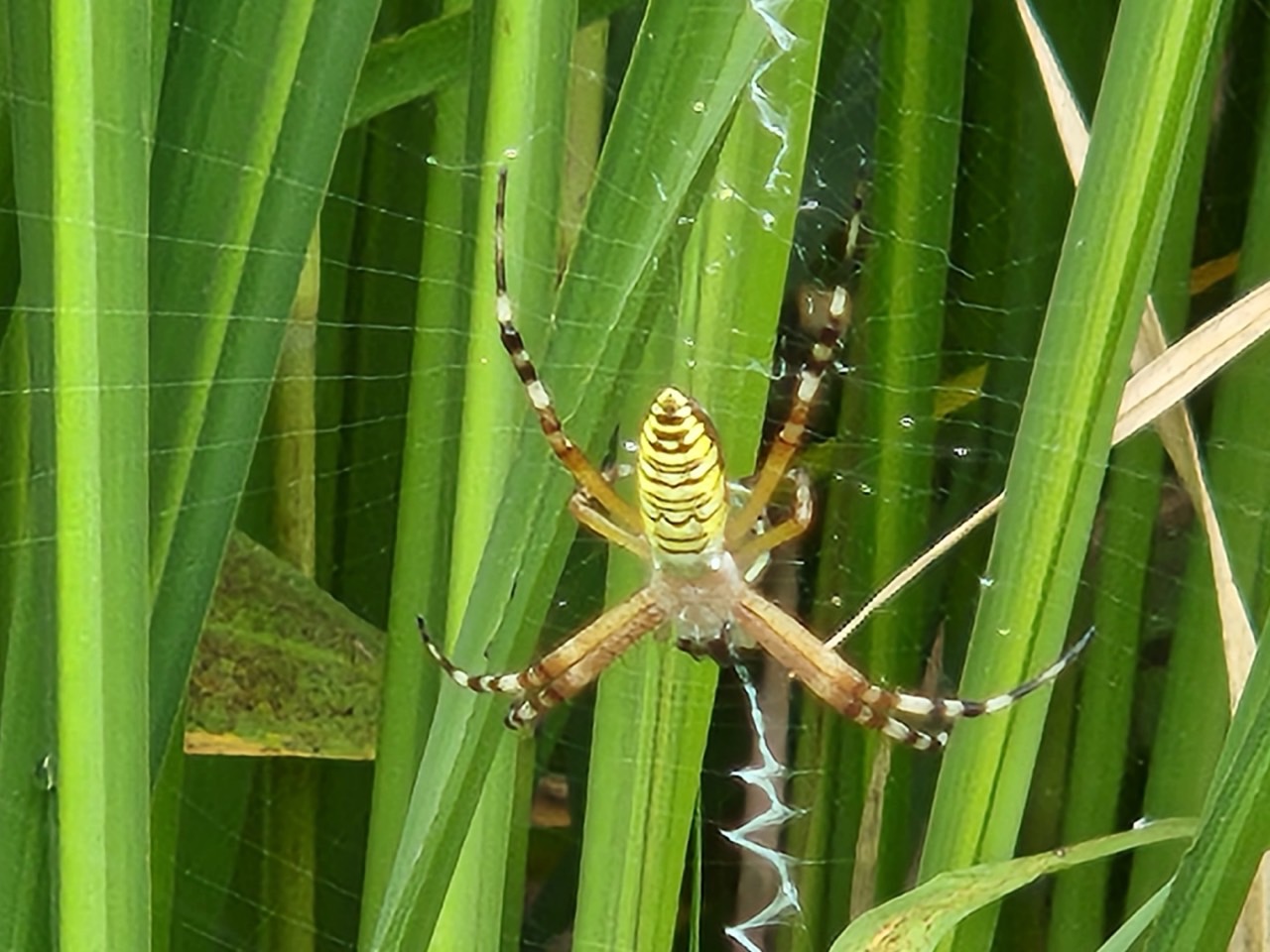 8월 1주차(7/31~8/4) 동탄호수공원 생태체험프로그램 _ 예약 신청 전 상세정보 확인 필수