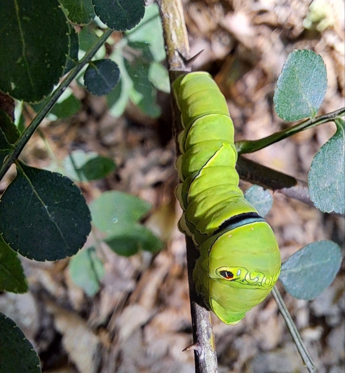 8월 2주차(8/7~8/11) 동탄호수공원 생태체험프로그램 _ 예약 신청 전 상세정보 확인 필수