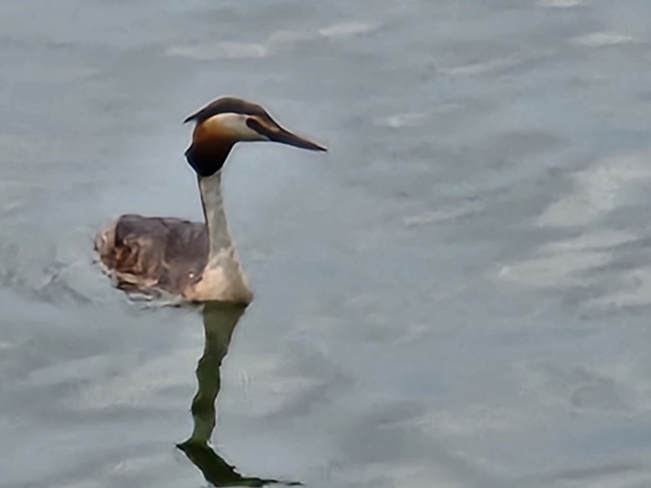 8월 2주차(8/7~8/11) 동탄호수공원 생태체험프로그램 _ 예약 신청 전 상세정보 확인 필수