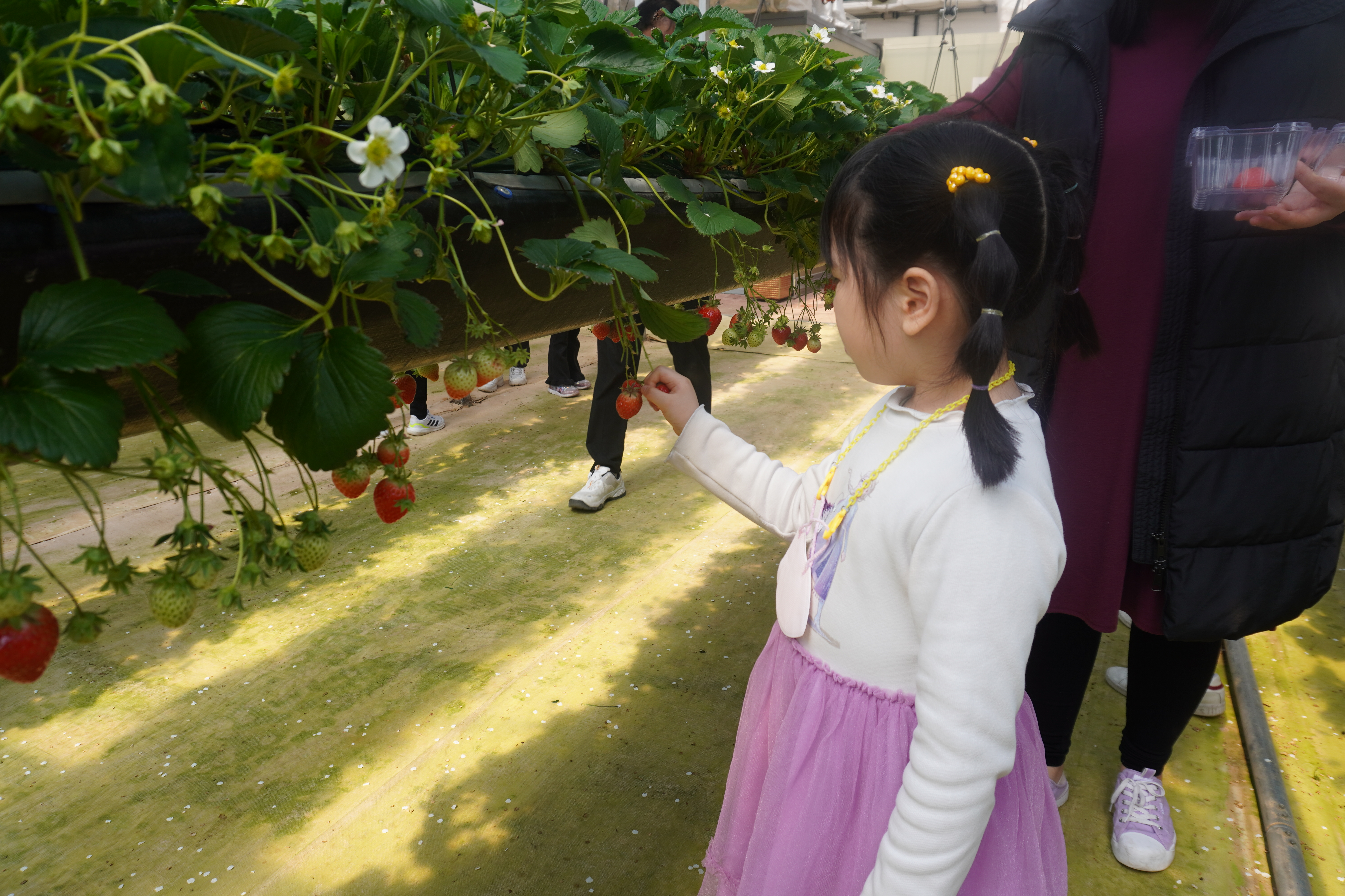 2024년 도농상생프로젝트 제철농산물 체험 3차 참여자 모집