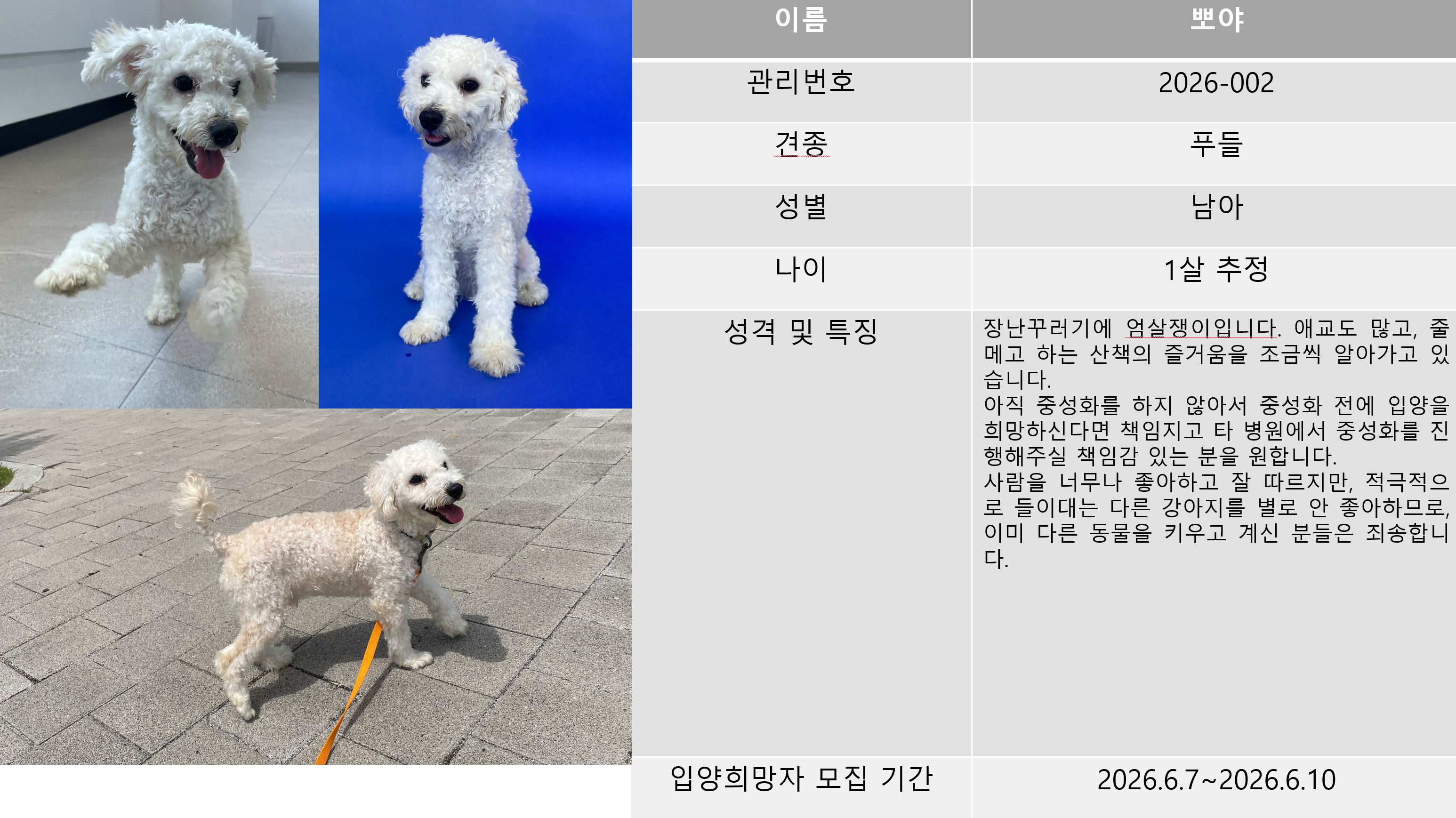 반려동물 입양센터 입양상담