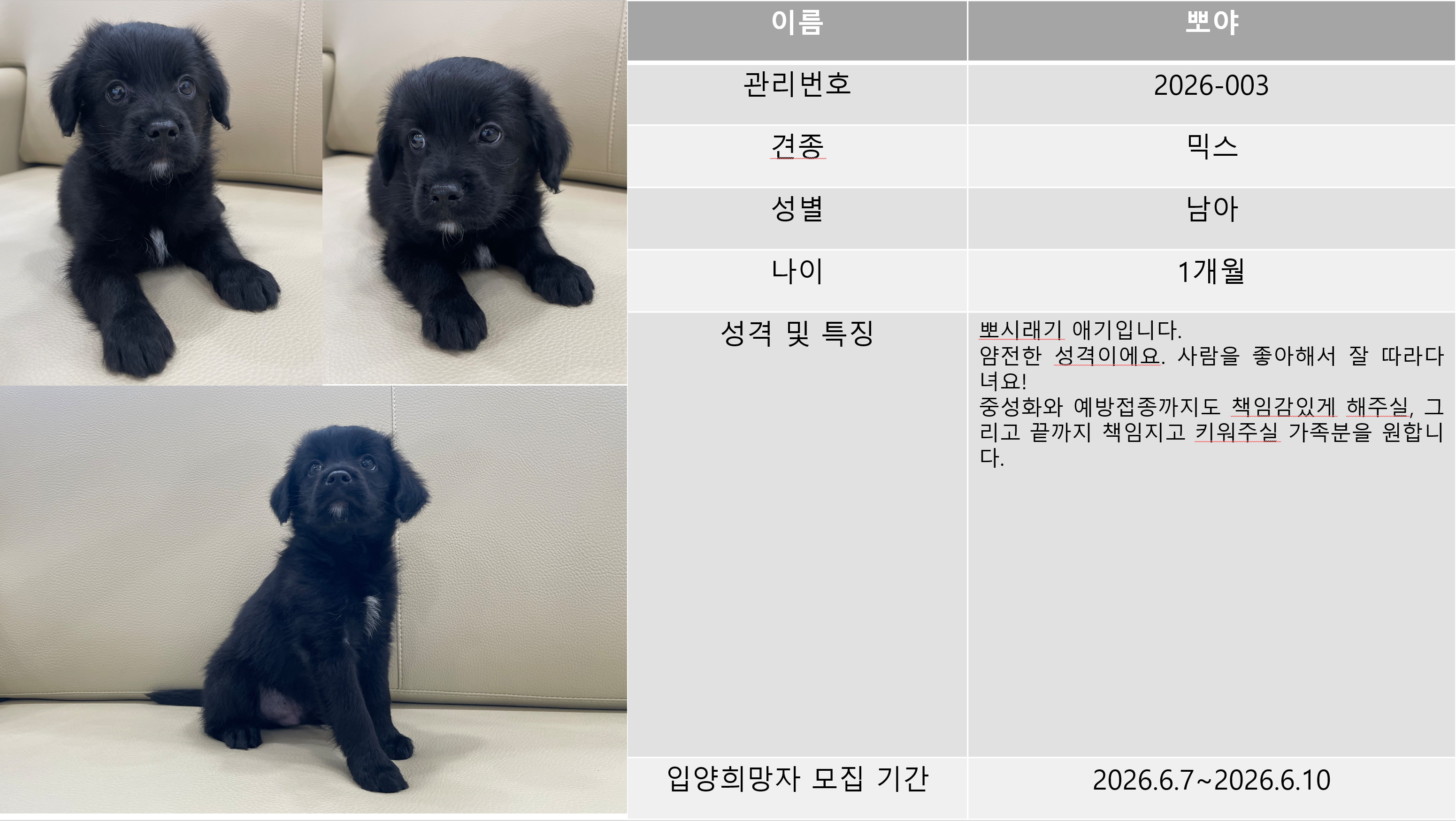 반려동물 입양센터 입양상담